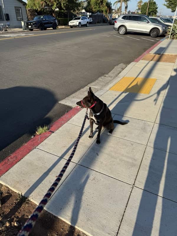 A picture of a black dog named Bowie sitting, taken on September 1 2025 at 7:39 am
